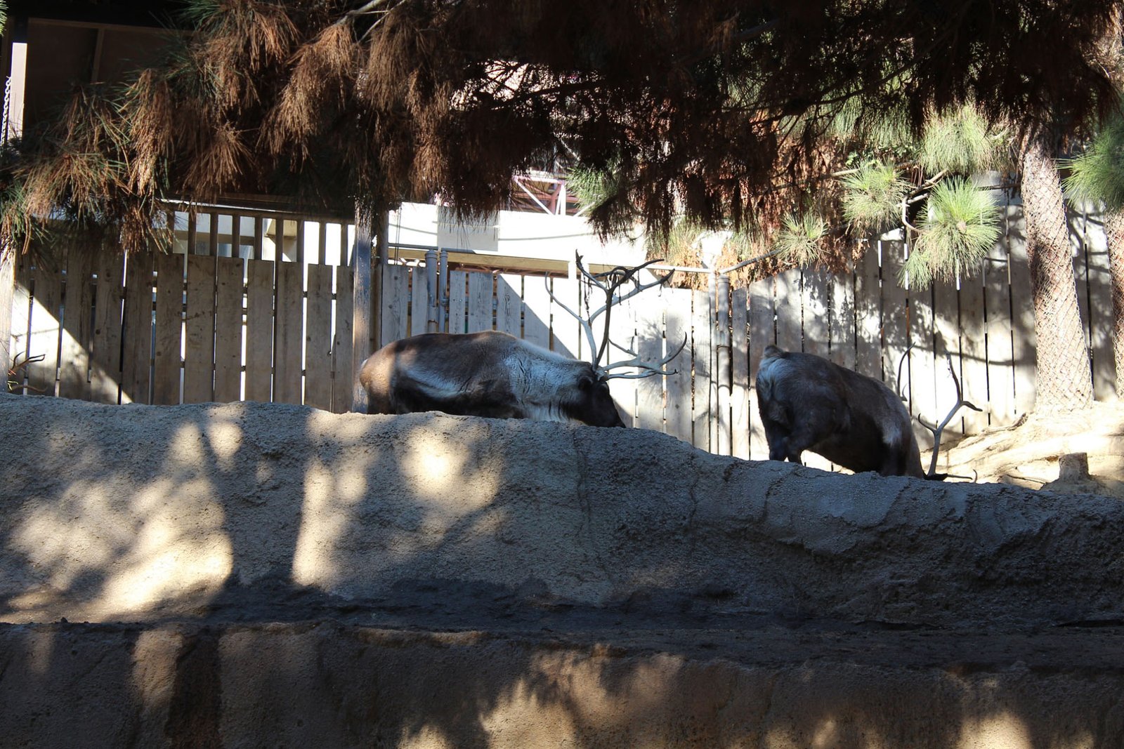 San Diego Zoo Part II 072
